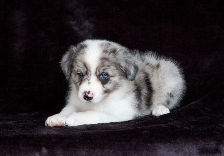 tri blue merle border collie puppies 
