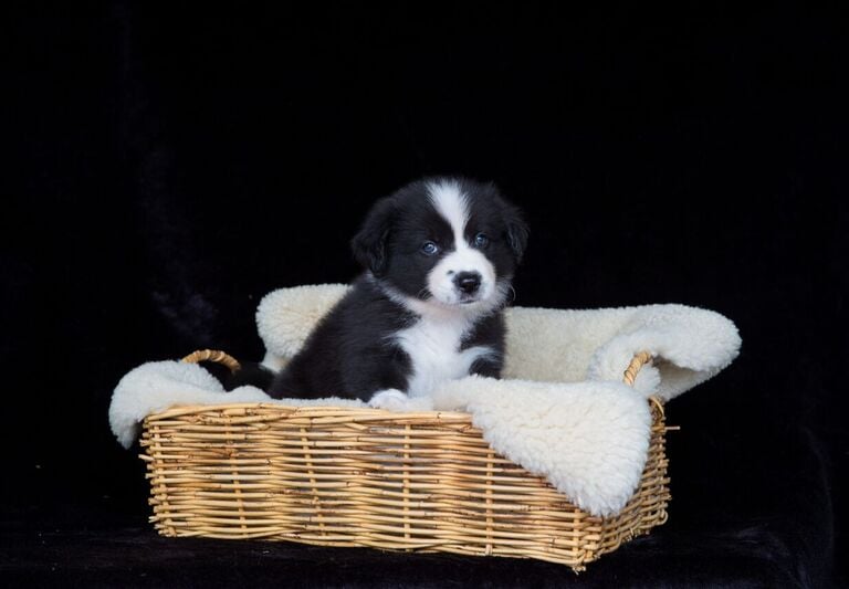 black and white border collie puppies 