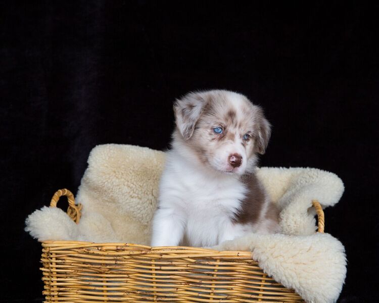 chocolate merle border collie puppies 