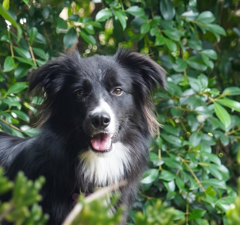 black and white  border collie puppies 