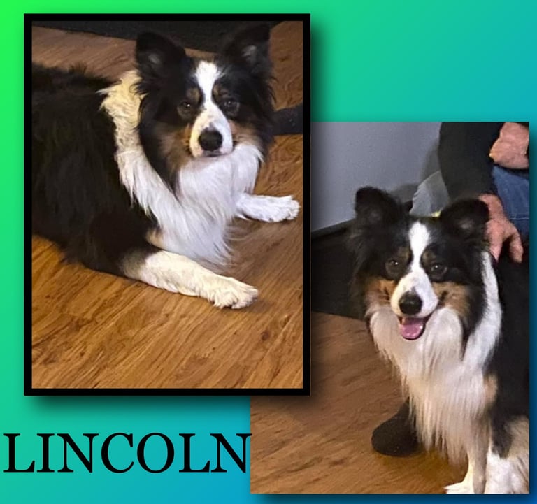 tri black stud dog  border collie