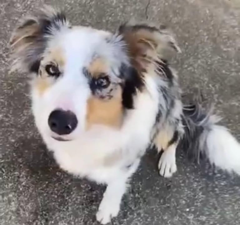 tri blue merle border collie puppies 