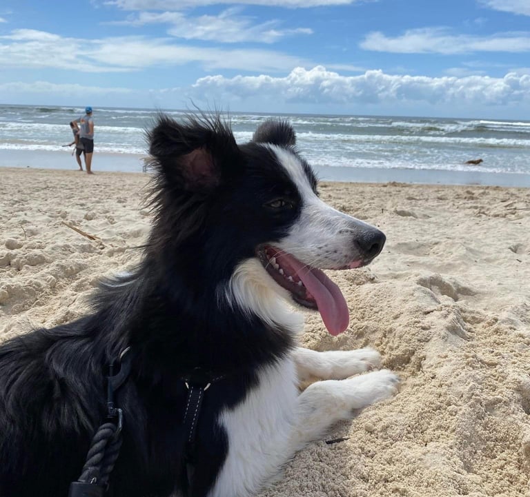 black and white border collie puppies 