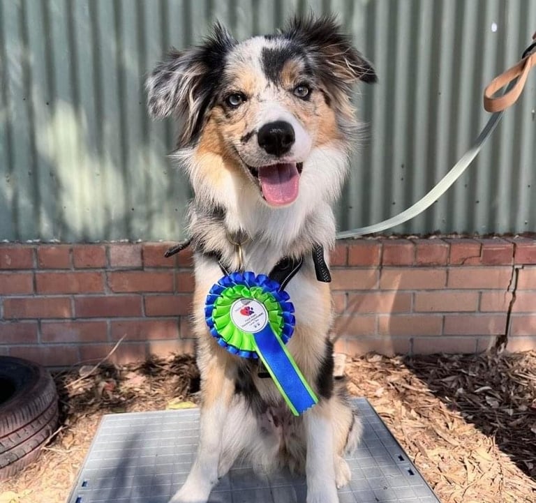 tri blue merle border collie puppies 