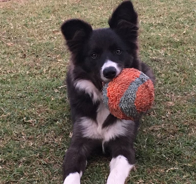 black and white  border collie puppies 
