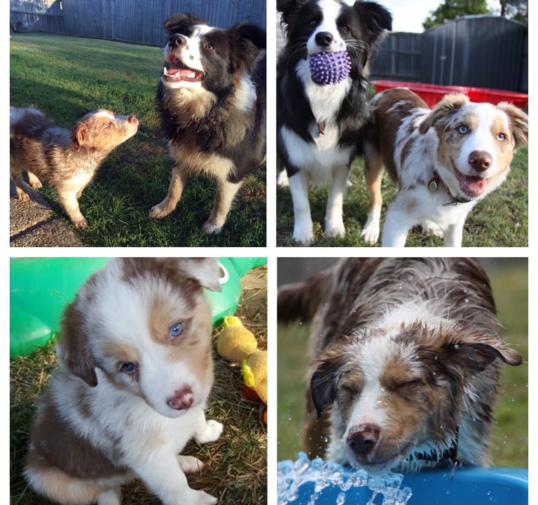 tri chocolate merle border collie brisbane 