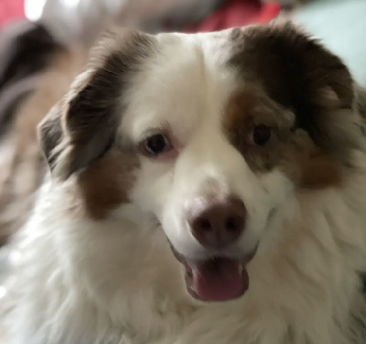 Dogs at Home Away From Home dog boarding services come highly recommended.