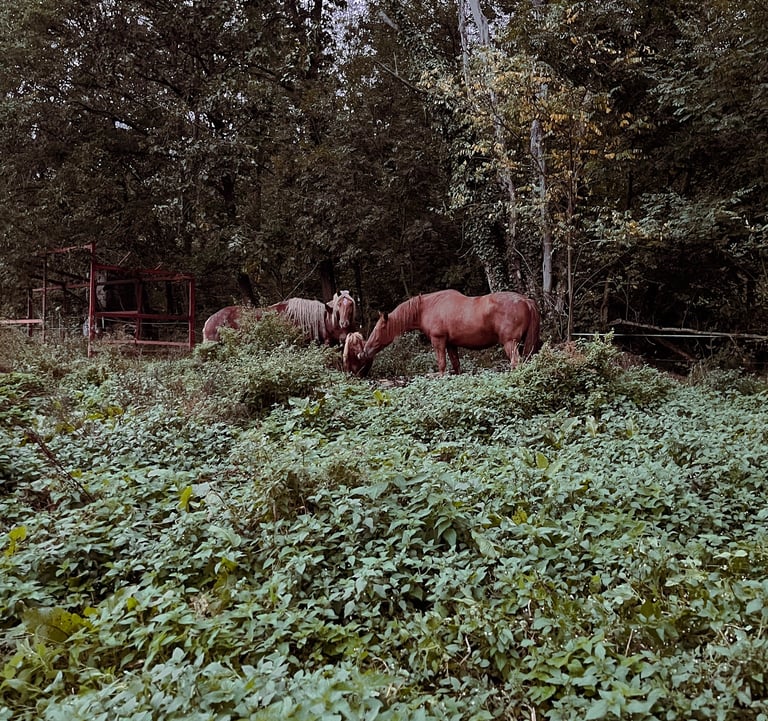 chevaux prairie