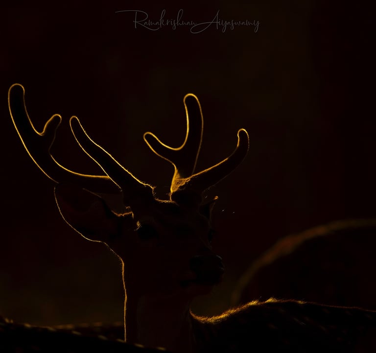 SILHOUETTE
