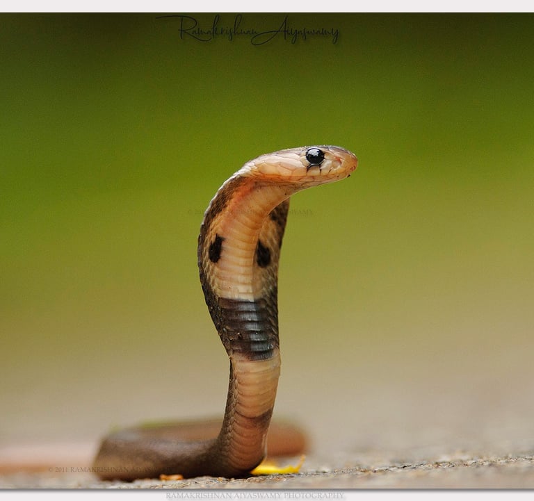 MACRO