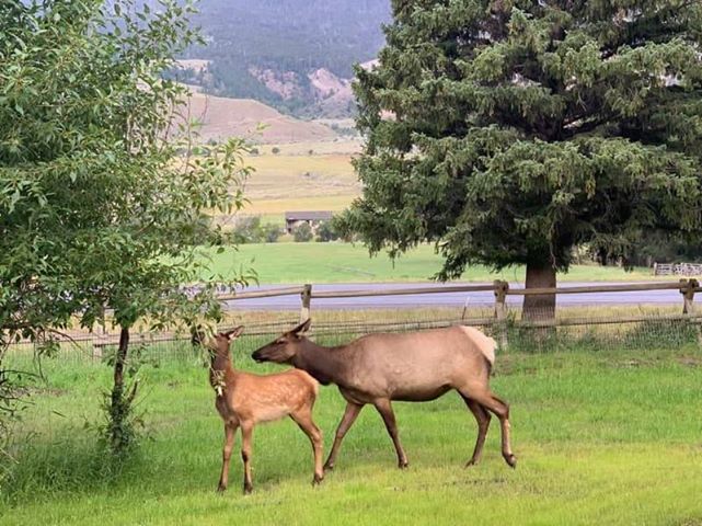 Elk calving in June