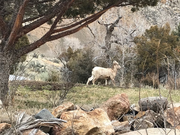 Big Horn Sheep on the mountain in the back yard