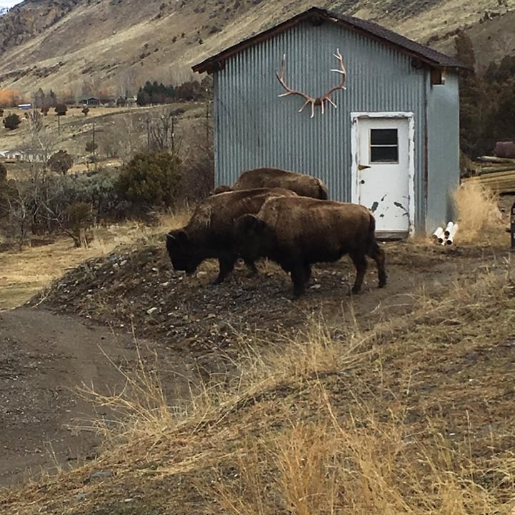 Spring Bison in the yard