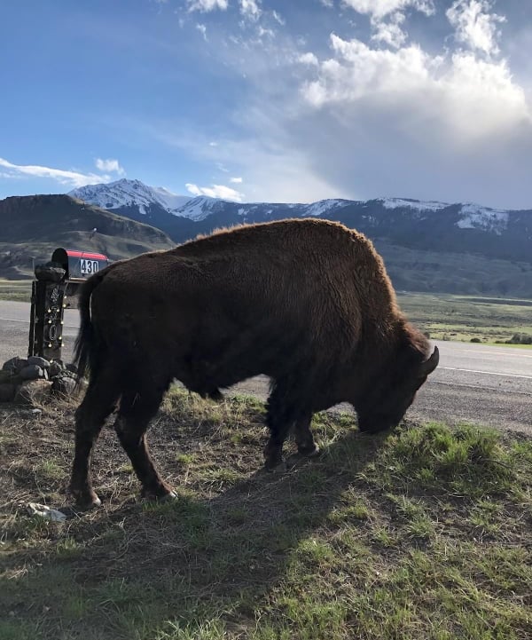 Bison at the entrance to Little Trail Creek Cabins