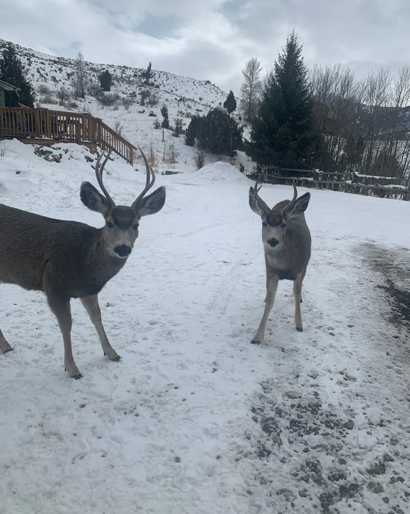Deer in the front yard