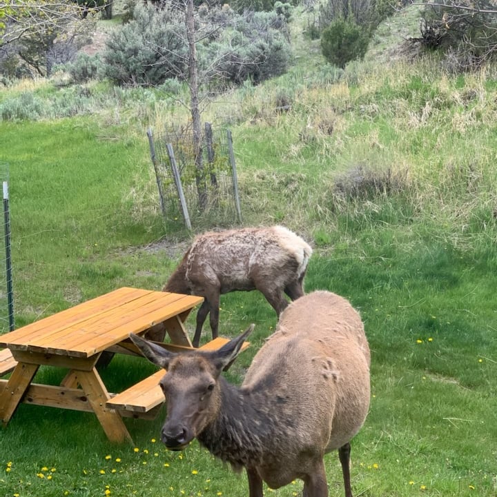 Elk grazing at the picnic table
