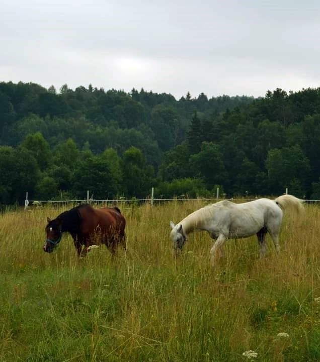 Sękiewiczówka - agroturystyka małopolska - gospodarstwo agroturystyczne dla dzieci - obozy konne