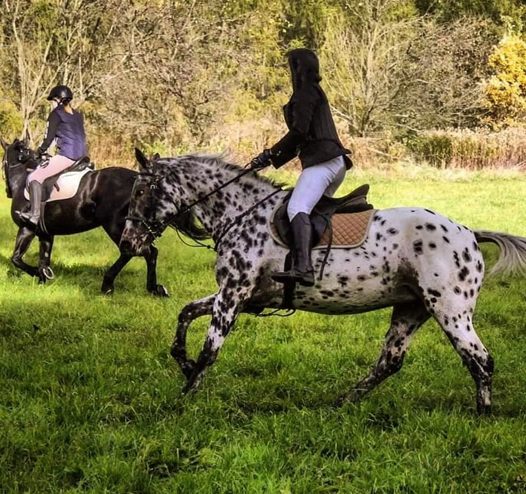 Sękiewiczówka - agroturystyka małopolska - gospodarstwo agroturystyczne dla dzieci - obozy konne