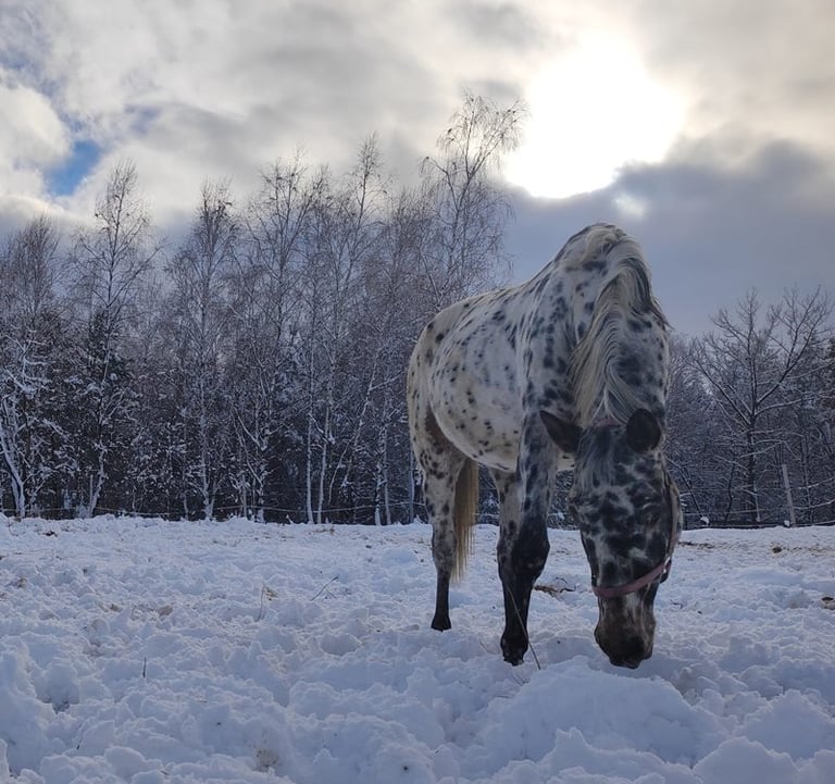 Sękiewiczówka - agroturystyka małopolska - gospodarstwo agroturystyczne dla dzieci