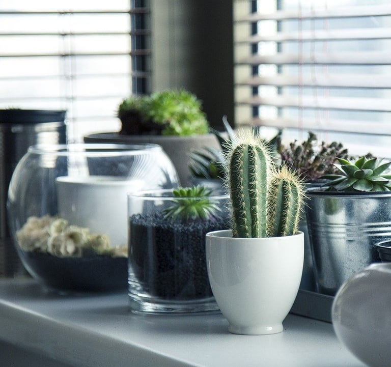 plantas home office cactos