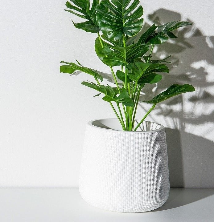 monstera home office