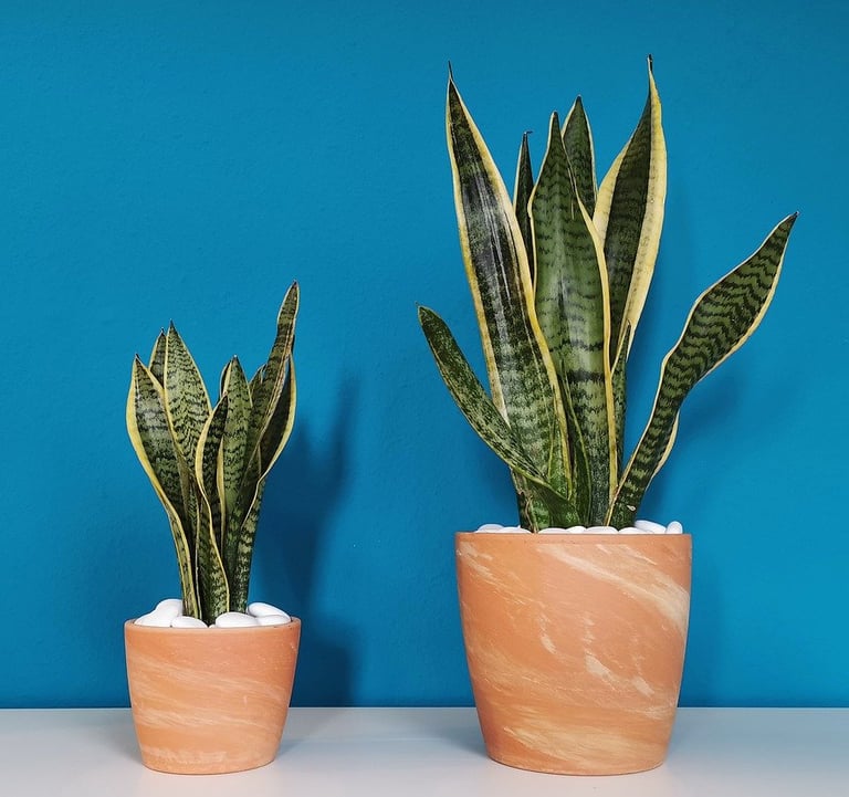 plantas home office espada sao jorge