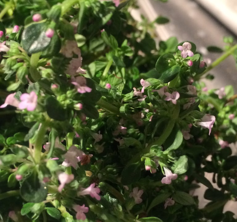 Thyme Flower!