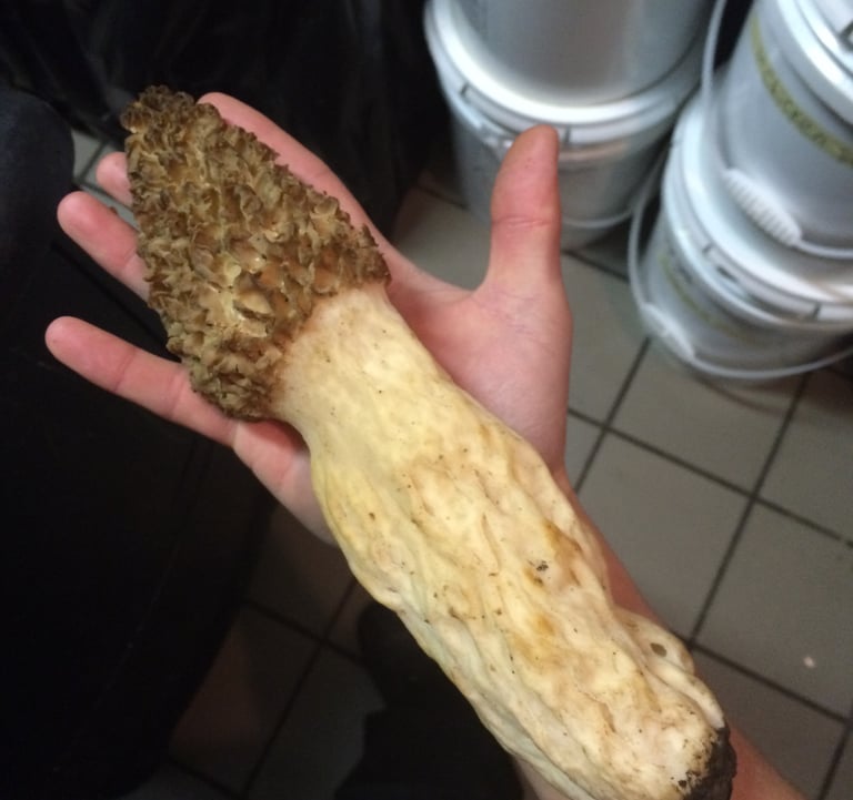 Morel Too Big!!
