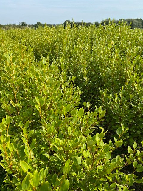 Vente Pepidirect Pépinière nord Finistère