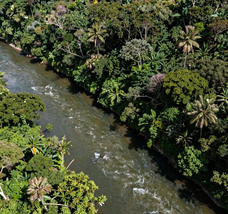 An aerial view of a restored riverbank in the South American / Colombian Catatumbo region, showing healthy dark forest green vegetation and clean flowing water under natural sunlight.
