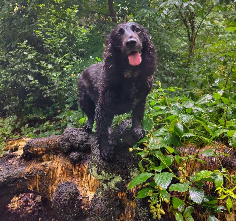 a dog standing on a tree stump in the woods