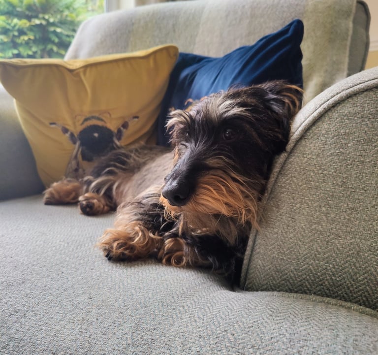 a dog is laying on a couch with a pillow
