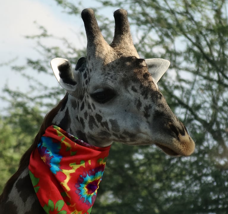 A giraffe wearing a bandana
