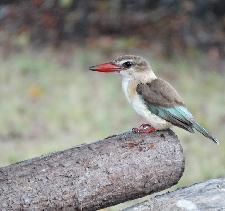 Colourful African kingfisher