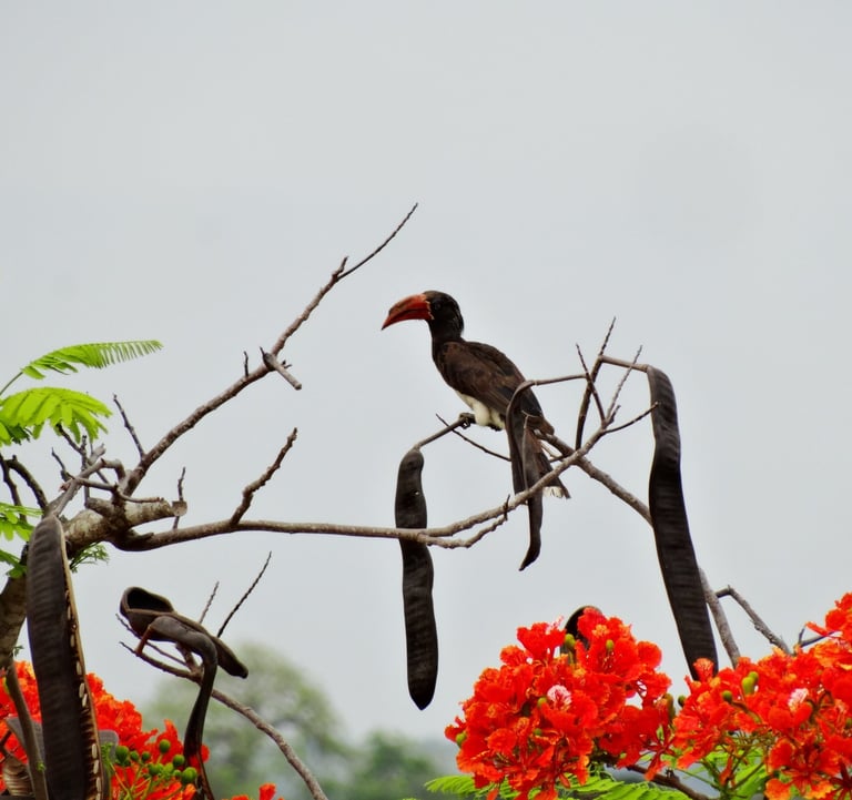 A Hornbill in a Flambouyance tree with bright red flowers and long seed pods