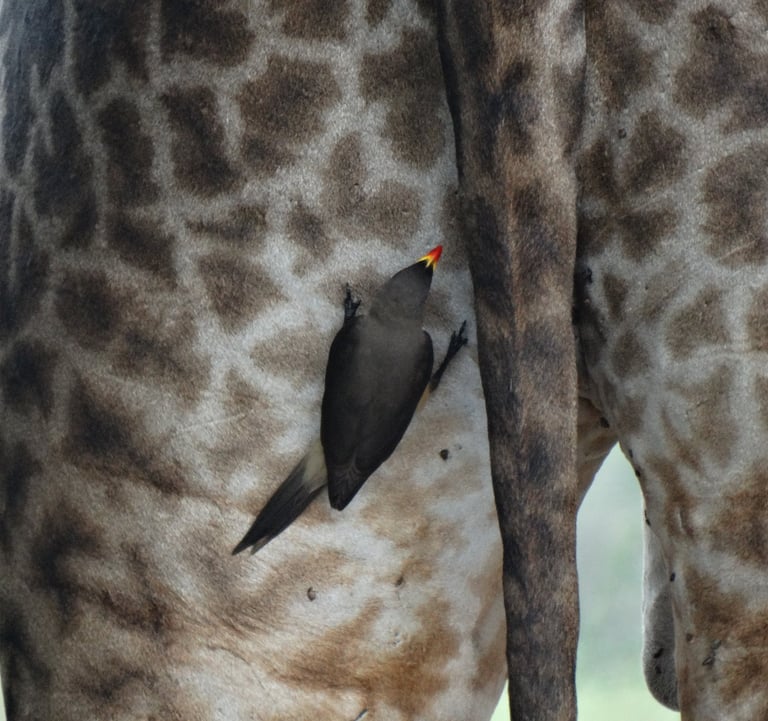 An oxpecker picks bugs off from a giraffes bottom