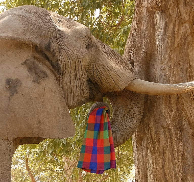 An elephant carrying a Noseknot handkerchief