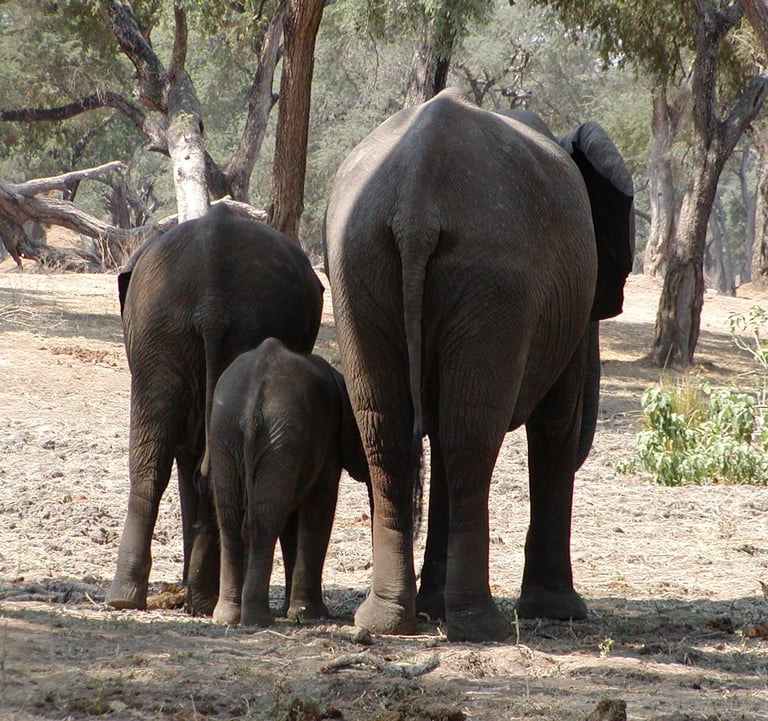 A family of elephants, mum and two calves walking away