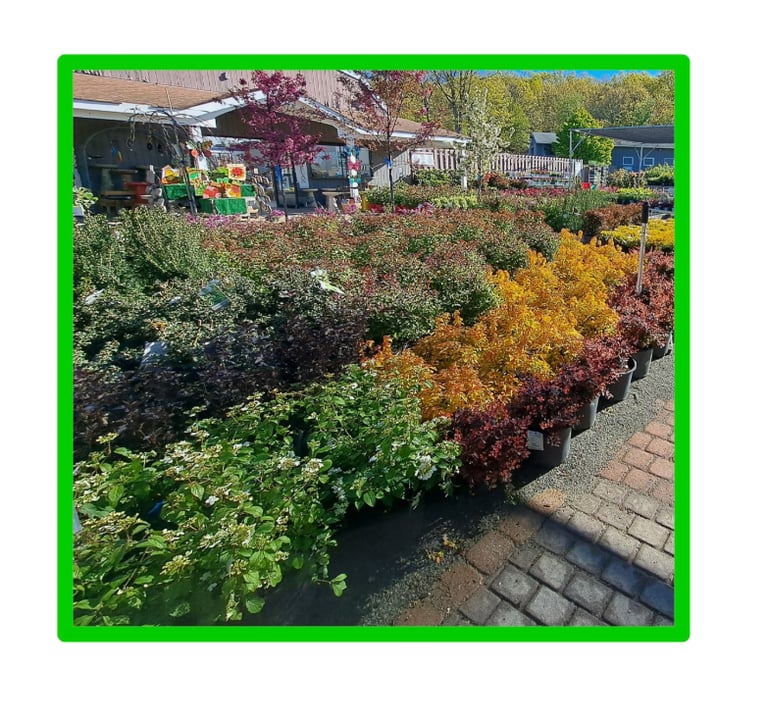 garden nursery roxbury NJ plants shrubs trees