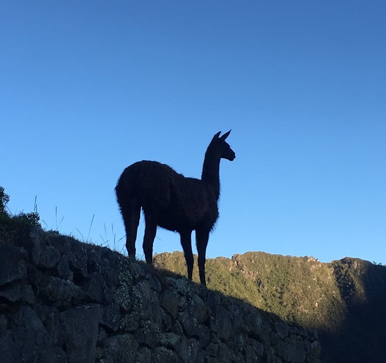 Silhouette d’un lama sur un mur inca au Machu Picchu, posé face aux montagnes andines baignées de lumière du matin
