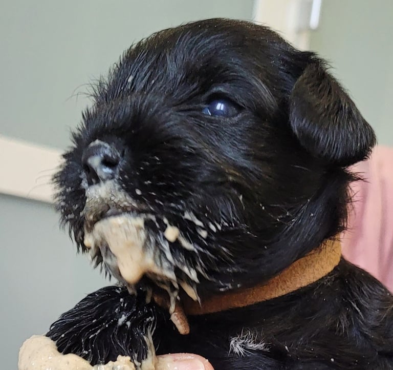 Chiot Schnauzer nain noir 