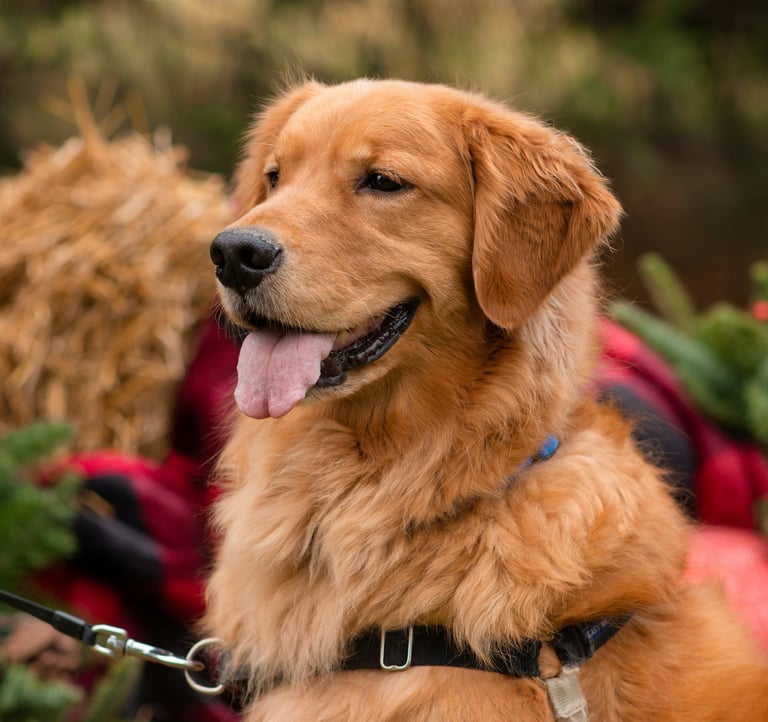 dogAdvisor ✲ dogadvisor ✲ dog advisor ✲ Blog for new dog owners ✲ dogs ✲ dog advisers ✲ dog advisors