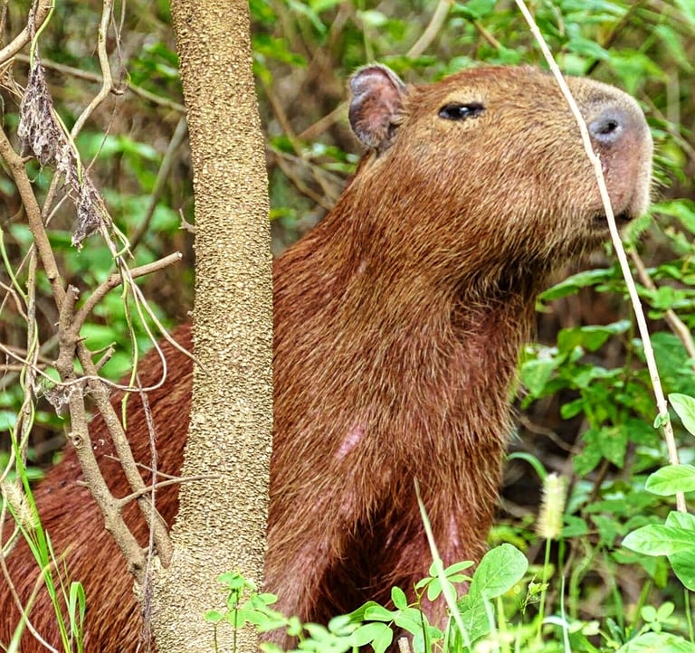 Capybara sur les berges verdoyantes de la pampa amazonienne, entre Rurrenabaque et madidi