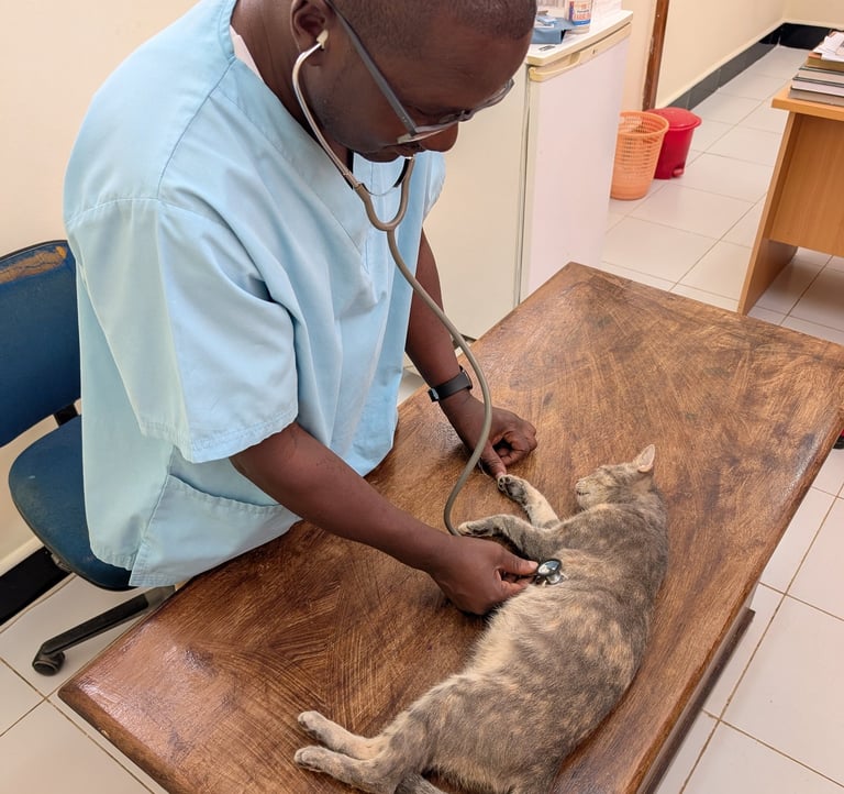 vet dr. peter is examine a cat with the stethoscope