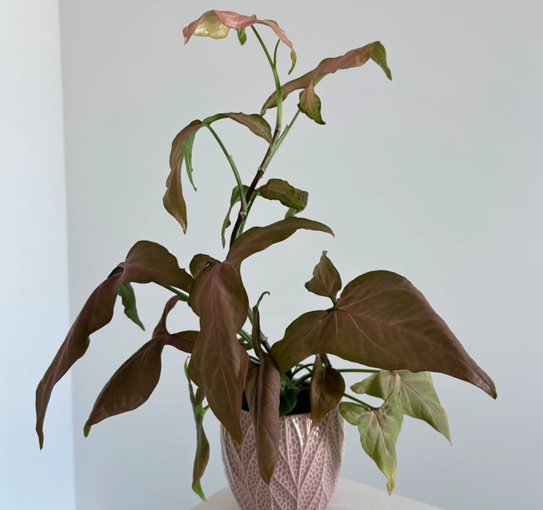 syngonium salvata