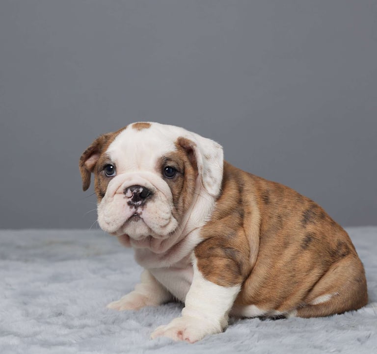 English Bulldog puppies for sale