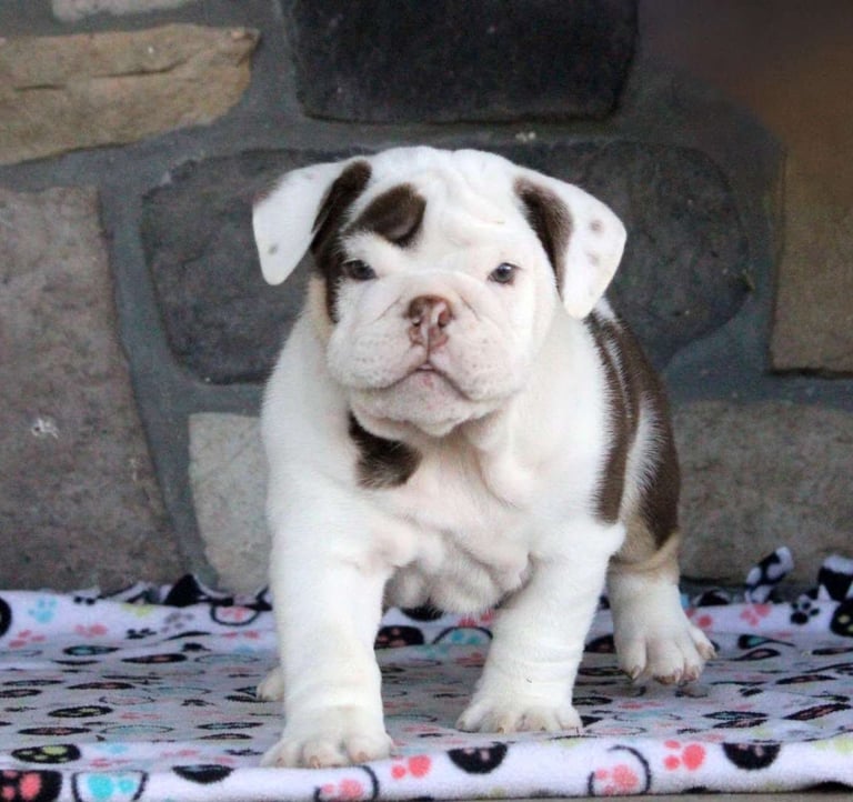 English Bulldog puppies for sale