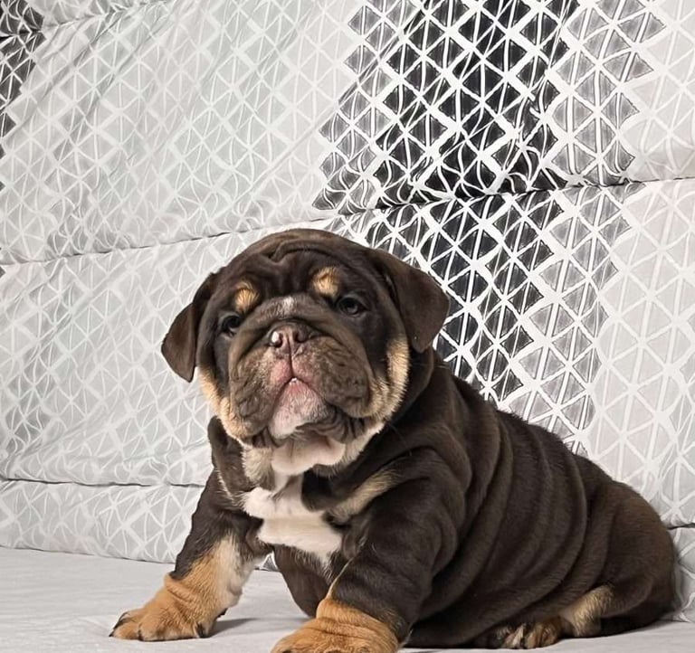 English Bulldog puppies for sale