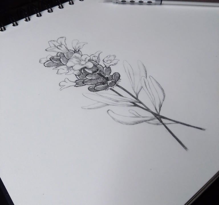 desenho a grafite de uma flor de lavanda