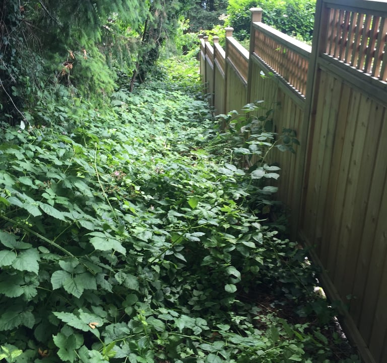 blackberries growing beside a fence